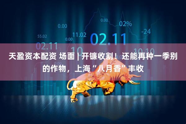 天盈资本配资 场面 | 开镰收割！还能再种一季别的作物，上海“八月香”丰收